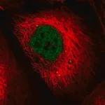 Merck Anti-LIG4 antibody produced in rabbit