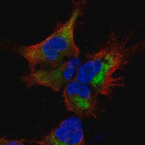 Merck Anti-SESTD1 antibody produced in rabbit