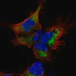 Merck Anti-SESTD1 antibody produced in rabbit