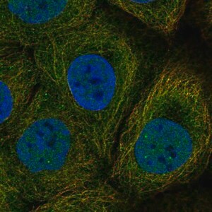 Merck Anti-DAPL1 antibody produced in rabbit