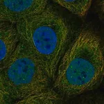 Merck Anti-DAPL1 antibody produced in rabbit