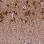 Merck Anti-PRRT1 antibody produced in rabbit