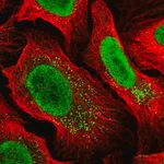 Merck Anti-MYCBP2 antibody produced in rabbit