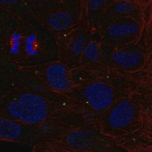 Merck Anti-ZNF620 antibody produced in rabbit