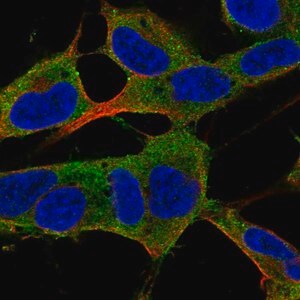 Merck Anti-PLPPR5 antibody produced in rabbit