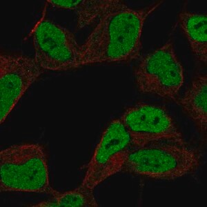 Merck Anti-ZKSCAN3 antibody produced in rabbit