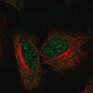 Merck Anti-ZNF594 antibody produced in rabbit