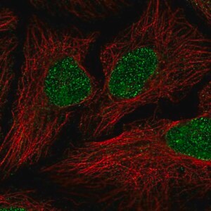 Merck Anti-JRKL antibody produced in rabbit