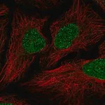 Merck Anti-JRKL antibody produced in rabbit