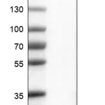 Merck Monoclonal Anti-RGS5 antibody produced in mouse