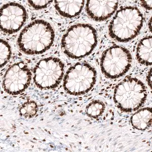 Merck Monoclonal Anti-KLF4 antibody produced in mouse