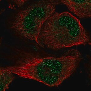 Merck Anti-SLC33A1 antibody produced in rabbit