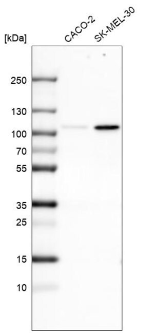 Merck Monoclonal Anti-SOX6 antibody produced in mouse