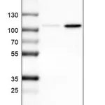 Merck Monoclonal Anti-SOX6 antibody produced in mouse