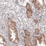 Merck Monoclonal Anti-GRN antibody produced in mouse