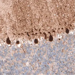 Merck Monoclonal Anti-PCP4 antibody produced in mouse