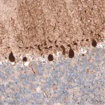 Merck Monoclonal Anti-PCP4 antibody produced in mouse