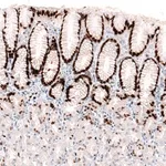 Merck Monoclonal Anti-KLF4 antibody produced in mouse