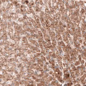 Merck Monoclonal Anti--G6PC antibody produced in mouse