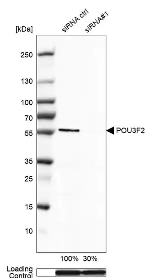 Merck Monoclonal Anti-POU3F2 antibody produced in mouse