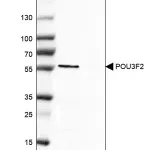 Merck Monoclonal Anti-POU3F2 antibody produced in mouse