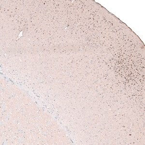 Merck Monoclonal Anti-POU3F2 antibody produced in mouse