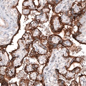 Merck Monoclonal Anti-CLIP1 antibody produced in mouse