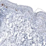 Merck Monoclonal Anti-TYRP1 antibody produced in mouse