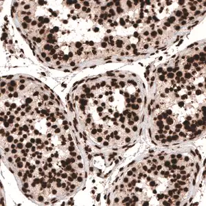 Merck Monoclonal Anti-HIST1H3A antibody produced in mouse