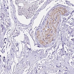 Merck Anti-FAM72A antibody produced in rabbit