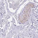 Merck Anti-FAM72A antibody produced in rabbit