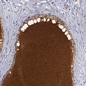 Merck Anti-DEFB104A antibody produced in rabbit