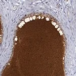 Merck Anti-DEFB104A antibody produced in rabbit