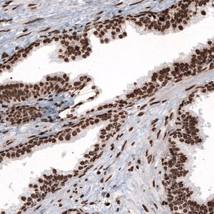 Merck Monoclonal Anti-HIST1H2BC antibody produced in mouse