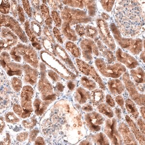 Merck Monoclonal Anti-LAPTM4B antibody produced in mouse