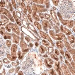 Merck Monoclonal Anti-LAPTM4B antibody produced in mouse
