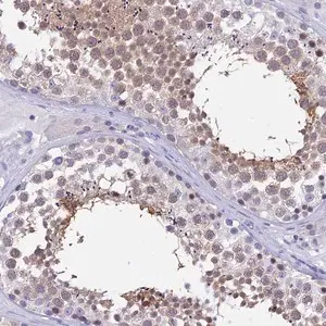 Merck Anti-DEFB107A antibody produced in rabbit