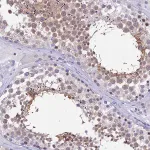 Merck Anti-DEFB107A antibody produced in rabbit