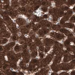 Merck Monoclonal Anti-PGM1 antibody produced in mouse