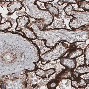 Merck Monoclonal Anti-VSIR antibody produced in mouse