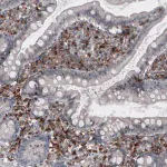 Merck Monoclonal Anti-VSIR antibody produced in mouse