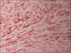 Merck Anti-Connexin 43 antibody, Mouse monoclonal