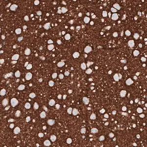 Merck Monoclonal Anti-PRRT2 antibody produced in mouse