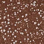 Merck Monoclonal Anti-PRRT2 antibody produced in mouse