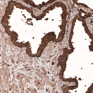 Merck Monoclonal Anti-LAMP1 antibody produced in mouse