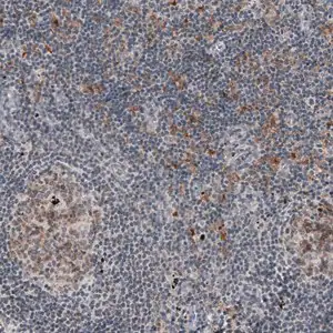 Merck Monoclonal Anti-MKL1 antibody produced in mouse