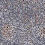 Merck Monoclonal Anti-MKL1 antibody produced in mouse