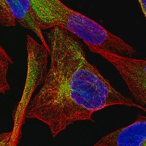 Merck Monoclonal Anti-DES antibody produced in mouse