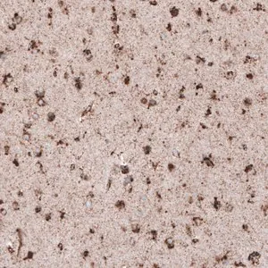 Merck Monoclonal Anti-LAMP1 antibody produced in mouse