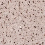 Merck Monoclonal Anti-LAMP1 antibody produced in mouse